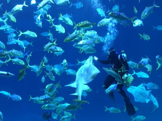 National Museum of Marine Biology and Aquarium
