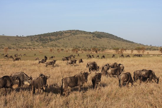 Swala Safaris