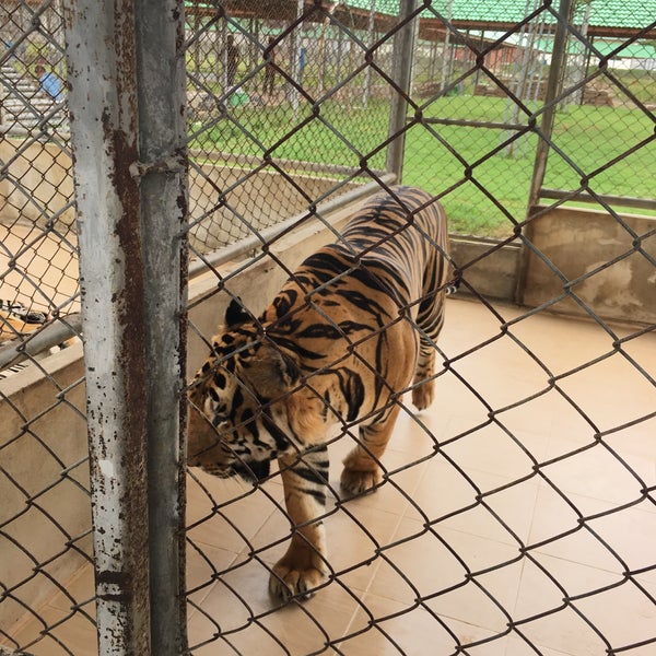 Damnoen Saduak Tiger Zoo