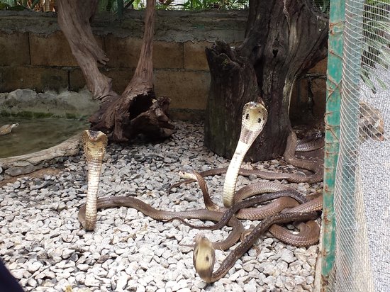 Snake Farm and Monkey School