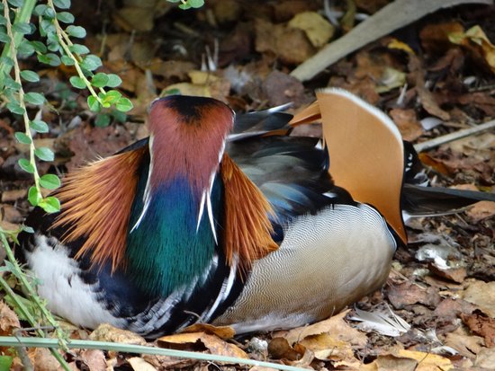Avifauna