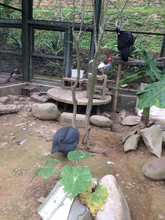 Forest and Bird Garden