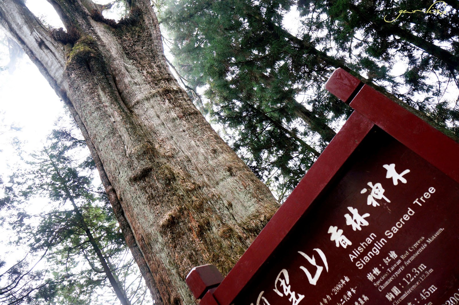 Alishan National Forest Recreation Area