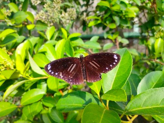 Golden Lion Lake Butterfly Garden