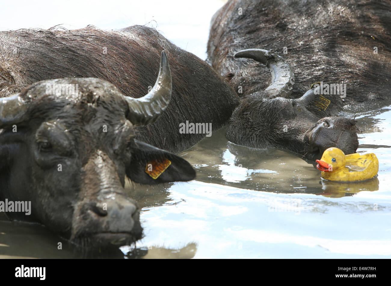 De Stoerderij Waterbuffels