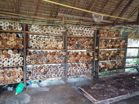 Daeng Mushroom Farm