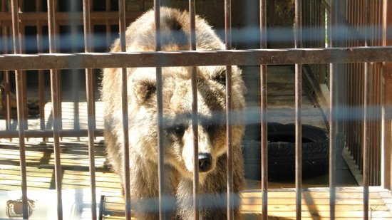 Medvedevskiy Mini Zoo