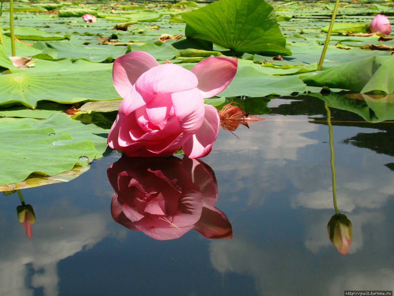 Lotosovoye Lake