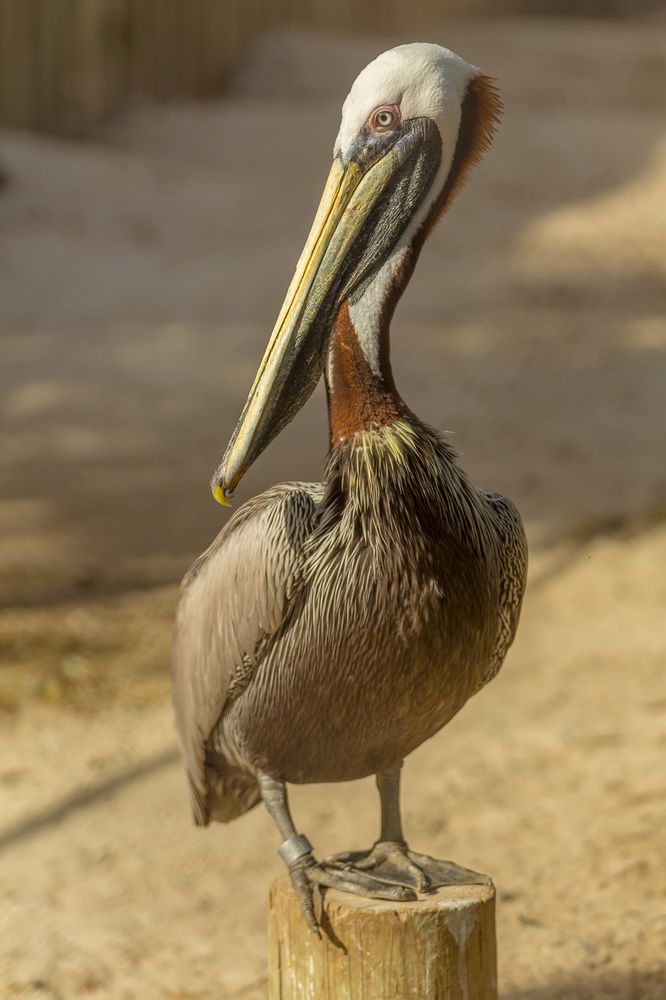 Seaside Seabird Sanctuary