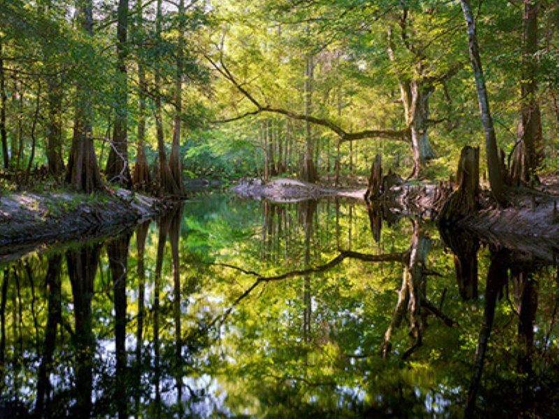 Green Swamp