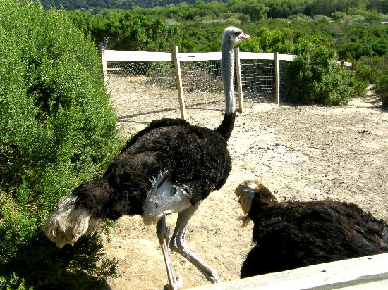 Ostrich Land