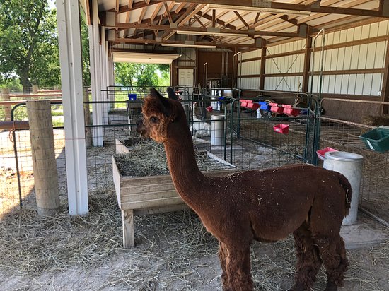 Manna Meadows Alpacas
