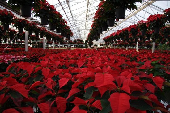Bergen's Greenhouses, Inc