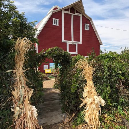 Berry Patch Farm