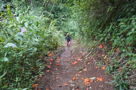 Makiki Trail