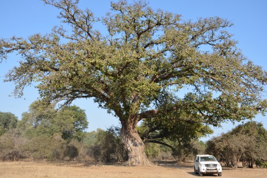 Camping Sites at Mana Pools National Park