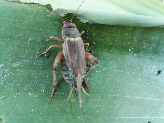 Thien An Cricket Farm
