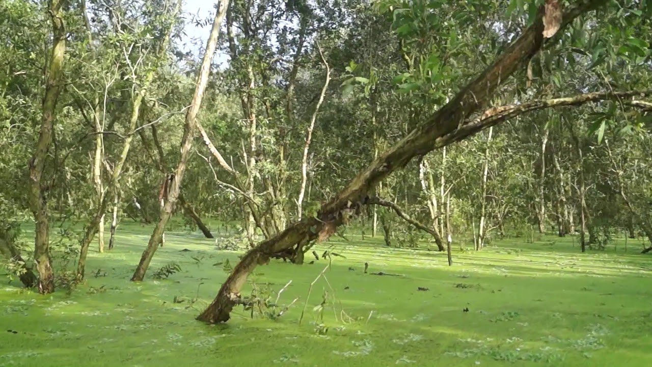 Tra Su Bird Sanctuary