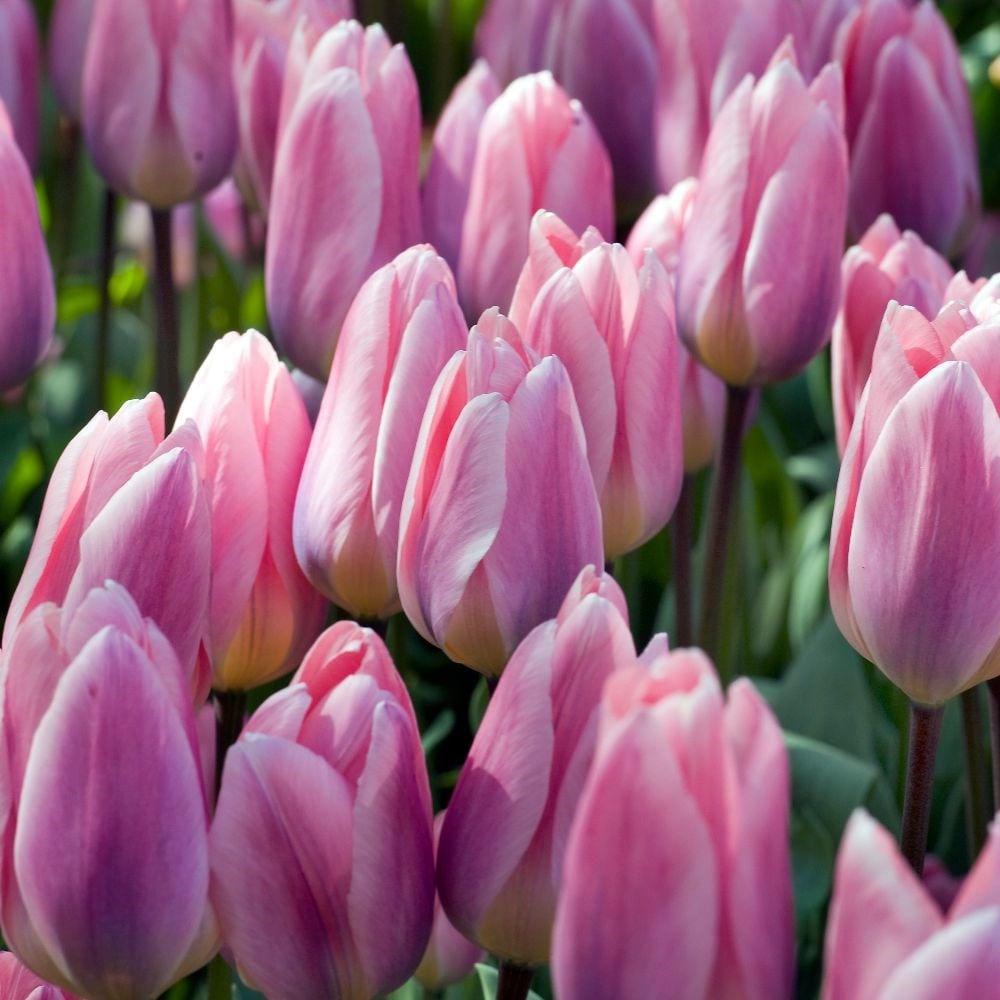 Tulip Spa