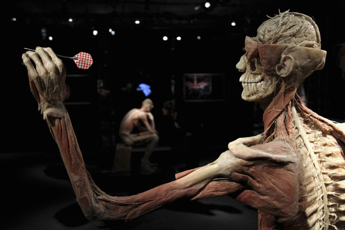 Inside the Human Body
