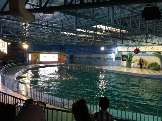 Dolphin Resort