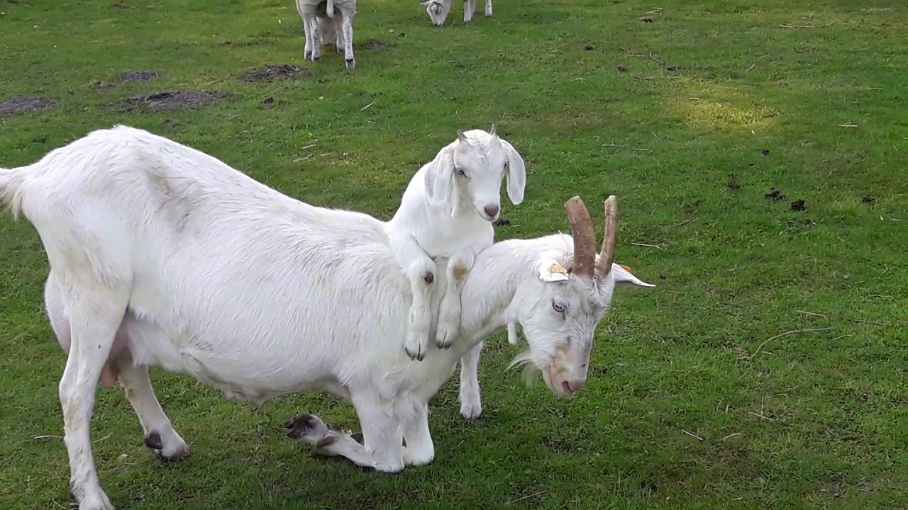 Kinderboerderij Mikerf