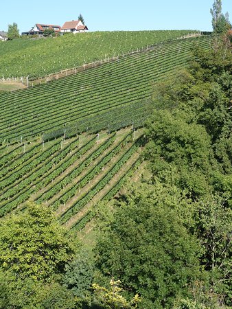 Weinweg der Sinne