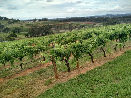 Petersons Wines