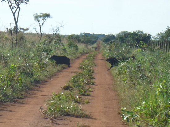 Parque Nacional das Emas