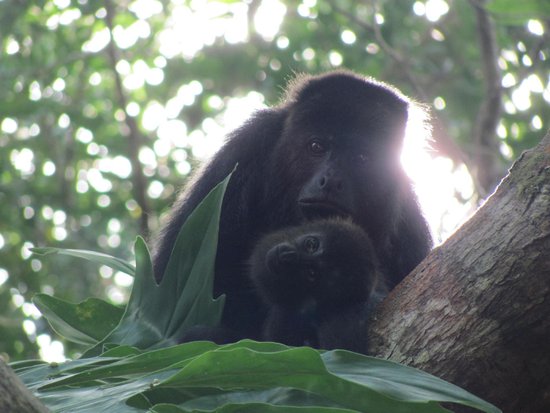 Community Baboon Sanctuary