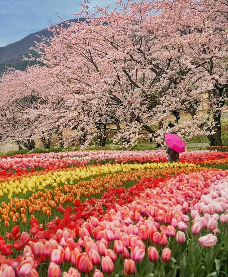 Jiuyan Spring