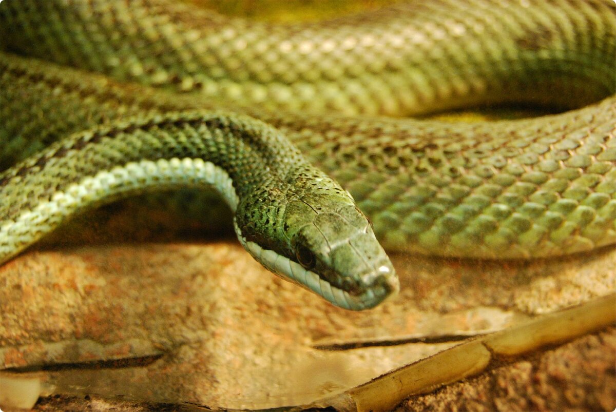ZOO Serpentarium