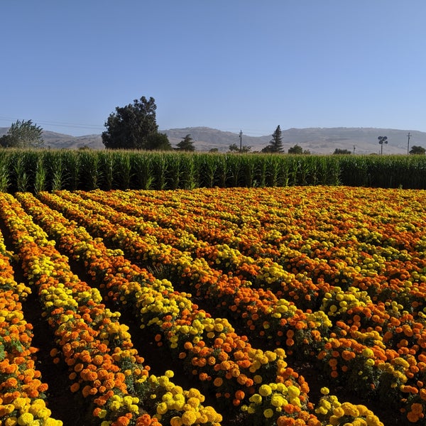 Uesugi Farms Pumpkin Park