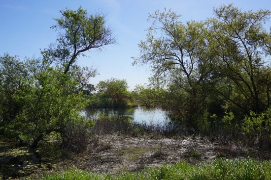 Madrona Marsh