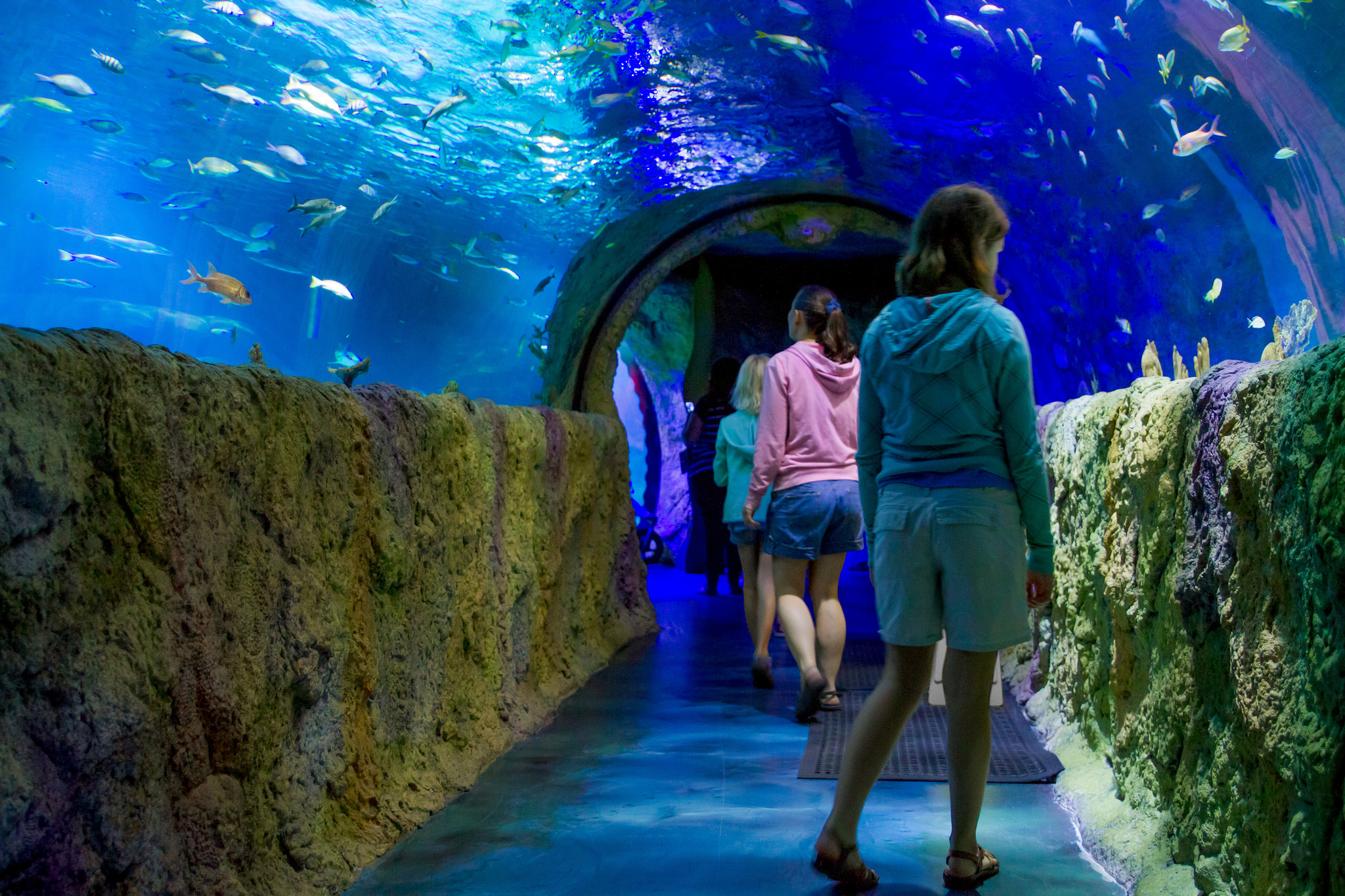 Sea Life