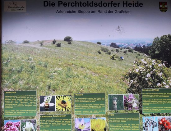 Die Perchtoldsdorfer Heide