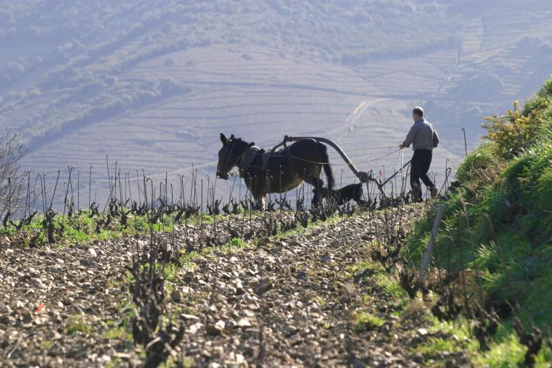 Domaine du Traginer