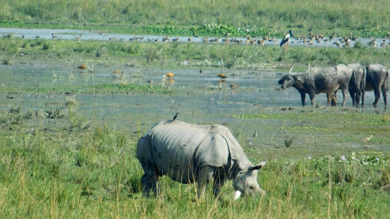 Pobitora Wildlife Sanctuary