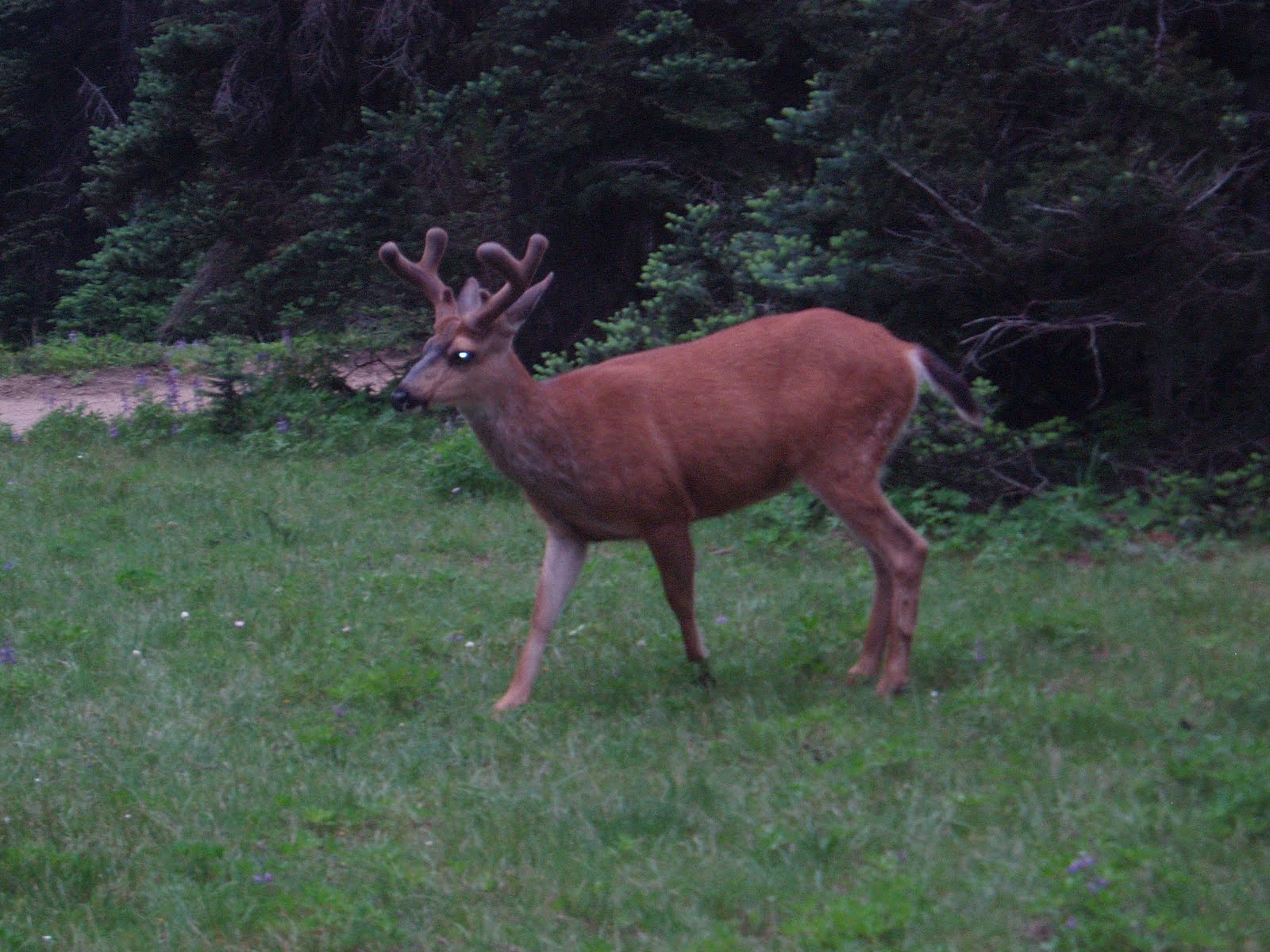 Deer Park