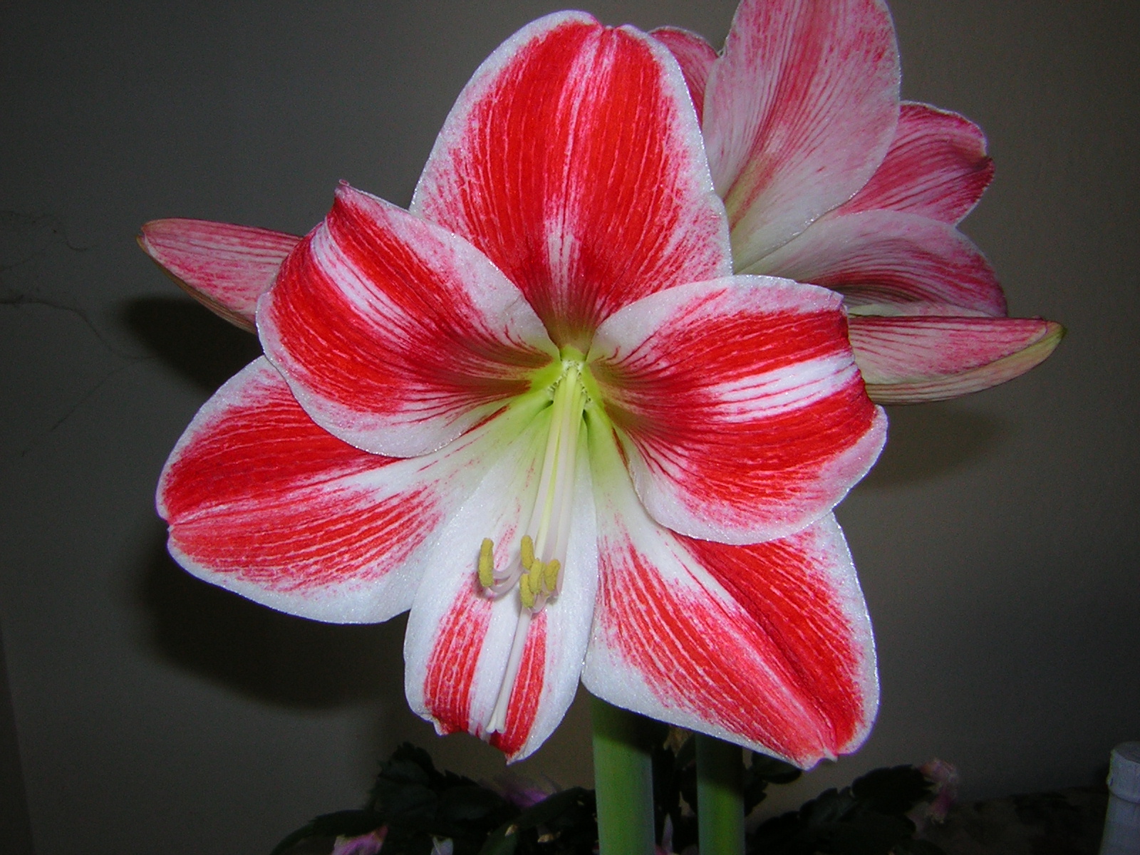 Amaryllis Beaute