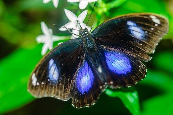 La Serre aux Papillons