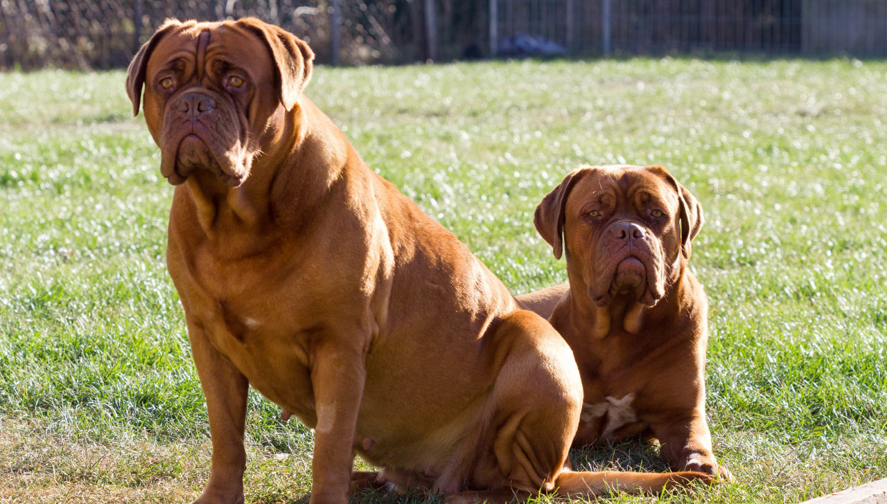 Chienne dogue protégeant ses petits