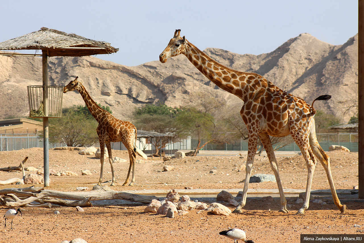 Al Ain Zoo