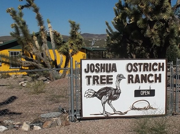 Joshua Tree Ostrich Ranch and Guest House