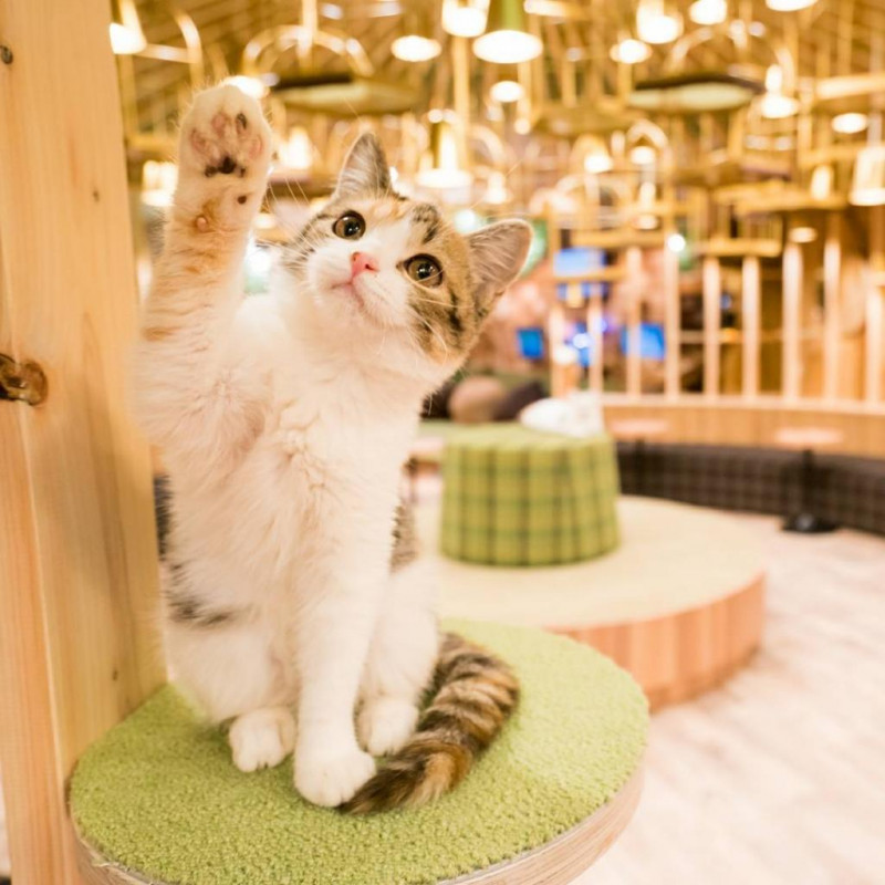 Cat Cafe Mocha Akihabara