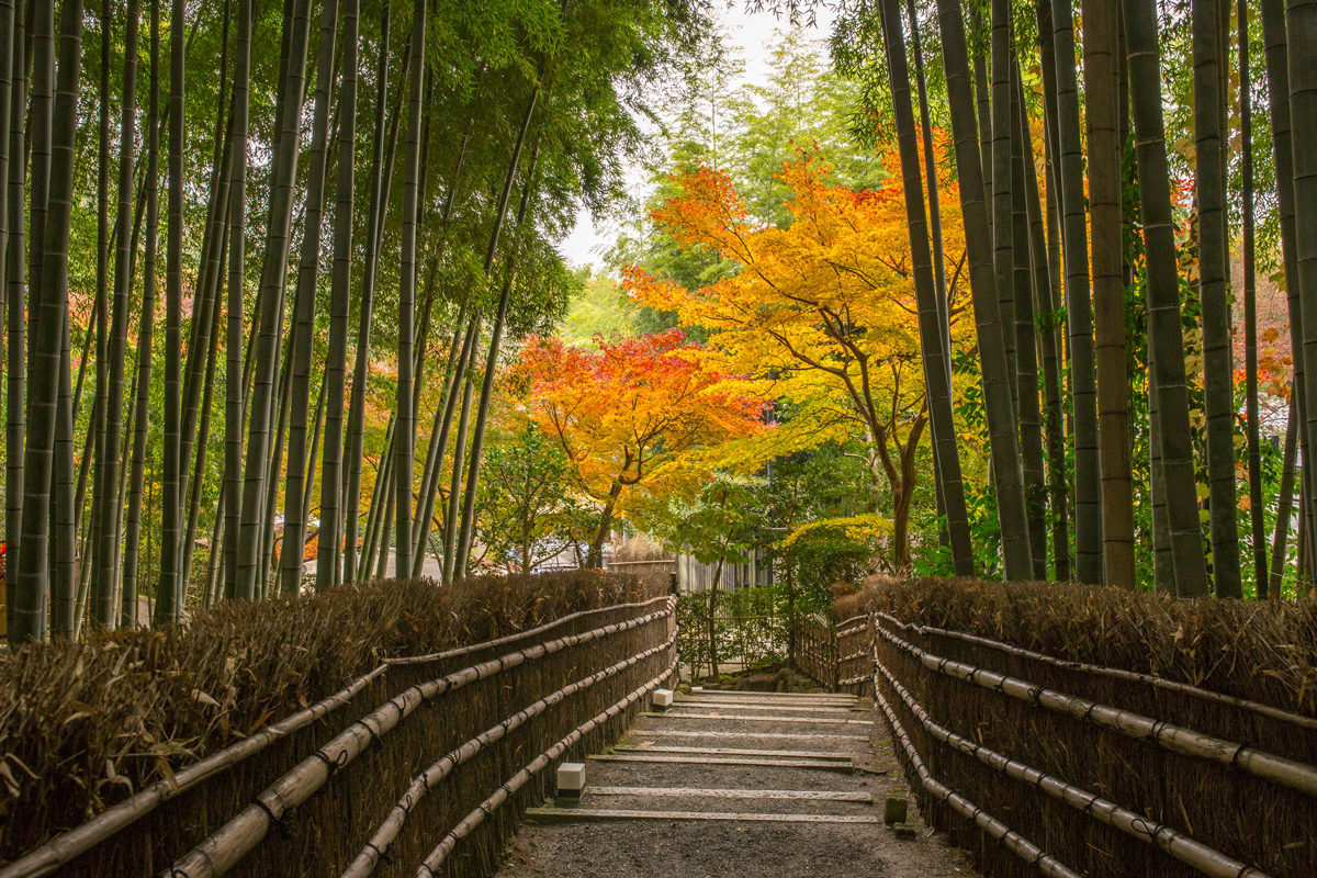 Arashiyama Arhat