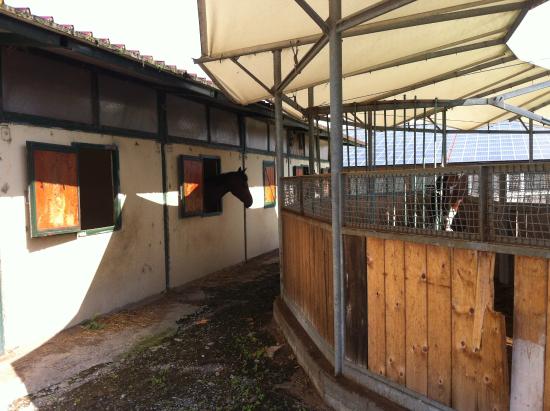 Centro Ippico il Torrione