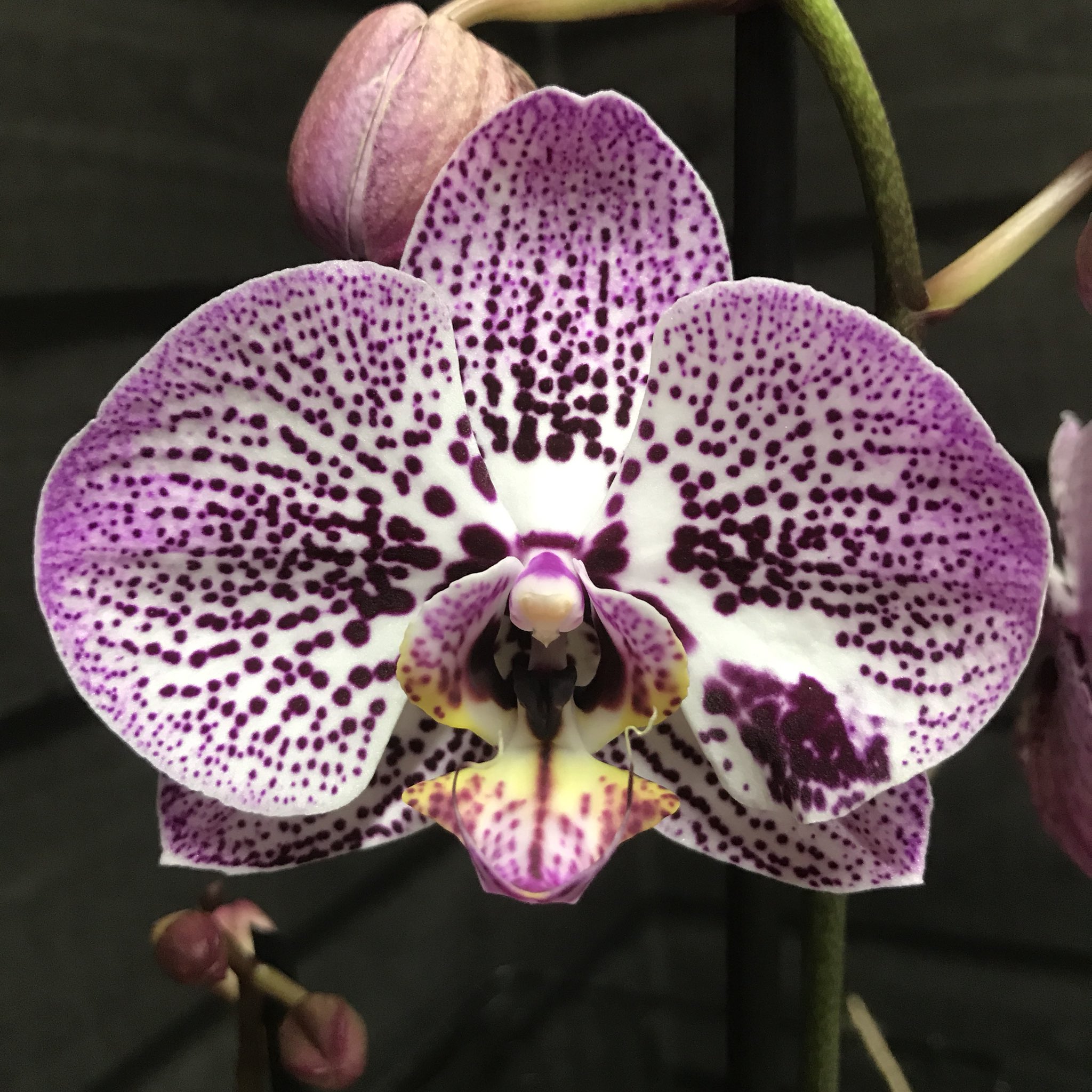 Orchid - Thajske masaze