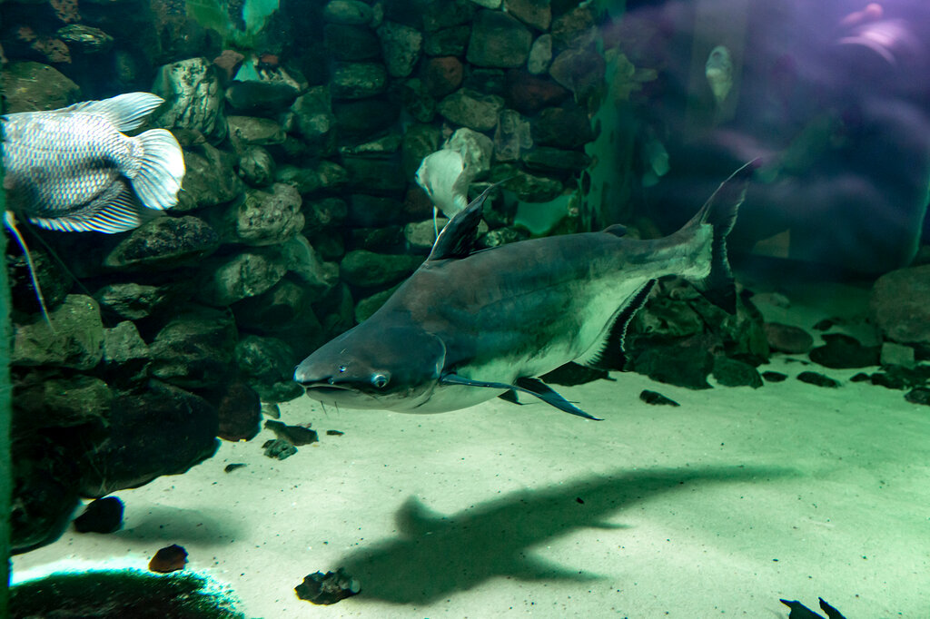 Oceanarium