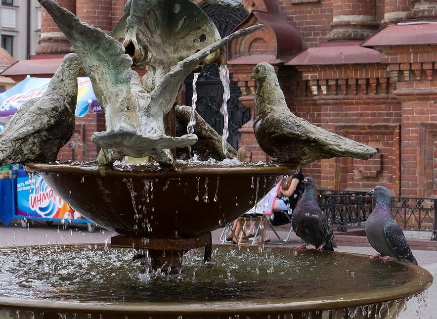 Fountain Pigeons